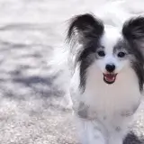 落ち着きがなくお散歩中の引っ張りが ヒドイ!遊び食いの改善方法 パピヨン