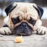 【LINE無料相談】 マナーパンツをしているとトイレで排せつ出来ない？トイレトレーニングの方法を教えます！パグ pug