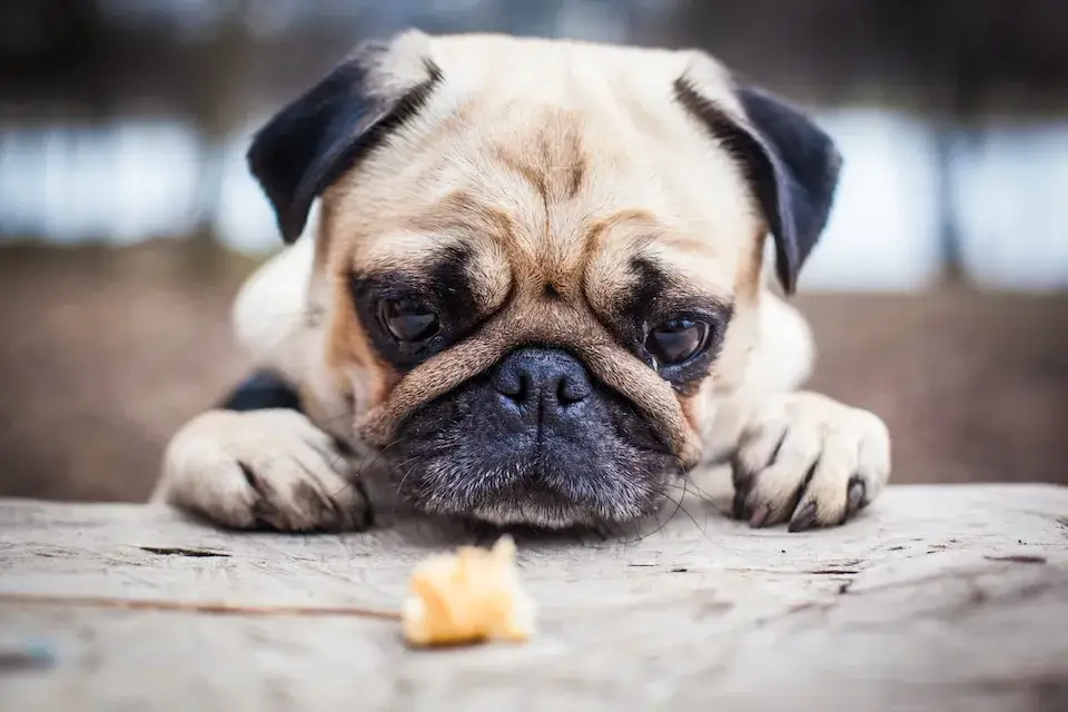 【LINE無料相談】 マナーパンツをしているとトイレで排せつ出来ない?トイレトレーニングの方法を教えます!パグ pug