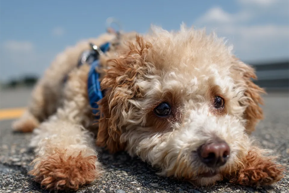 子犬の性格