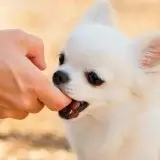 【LINE無料相談にプロドッグトレーナーが直接返信】東京都チワワ6ヵ月 | 犬の噛み癖