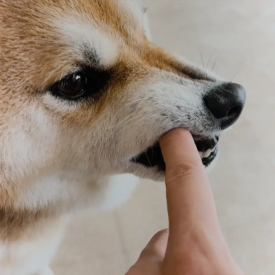 噛み癖の改善方法 柴犬