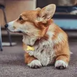 LINE無料相談にプロドッグトレーナーが直接返信! コーギーの噛み癖改善方法!指示語は覚えられる?