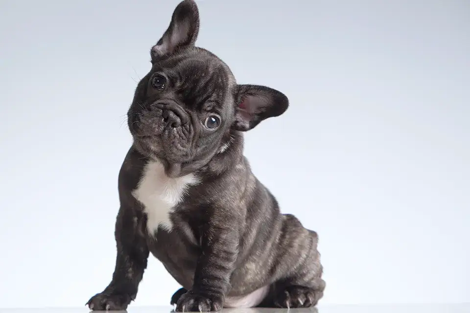 新たに迎え入れたフレブルさんの問題行動！同居犬＆同居猫の生活を守るためにはどうすれば？！
