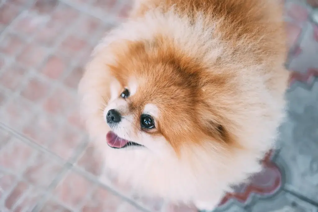 LINE無料相談にプロドッグトレーナーが直接返信! 成犬のトイレトレーニングはどうすればいい?ポメラニアン