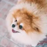 LINE無料相談にプロドッグトレーナーが直接返信! 成犬のトイレトレーニングはどうすればいい?ポメラニアン