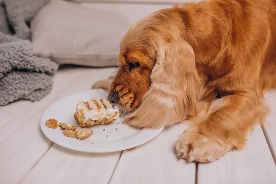 犬のおやつ 遊び食いの改善方法 