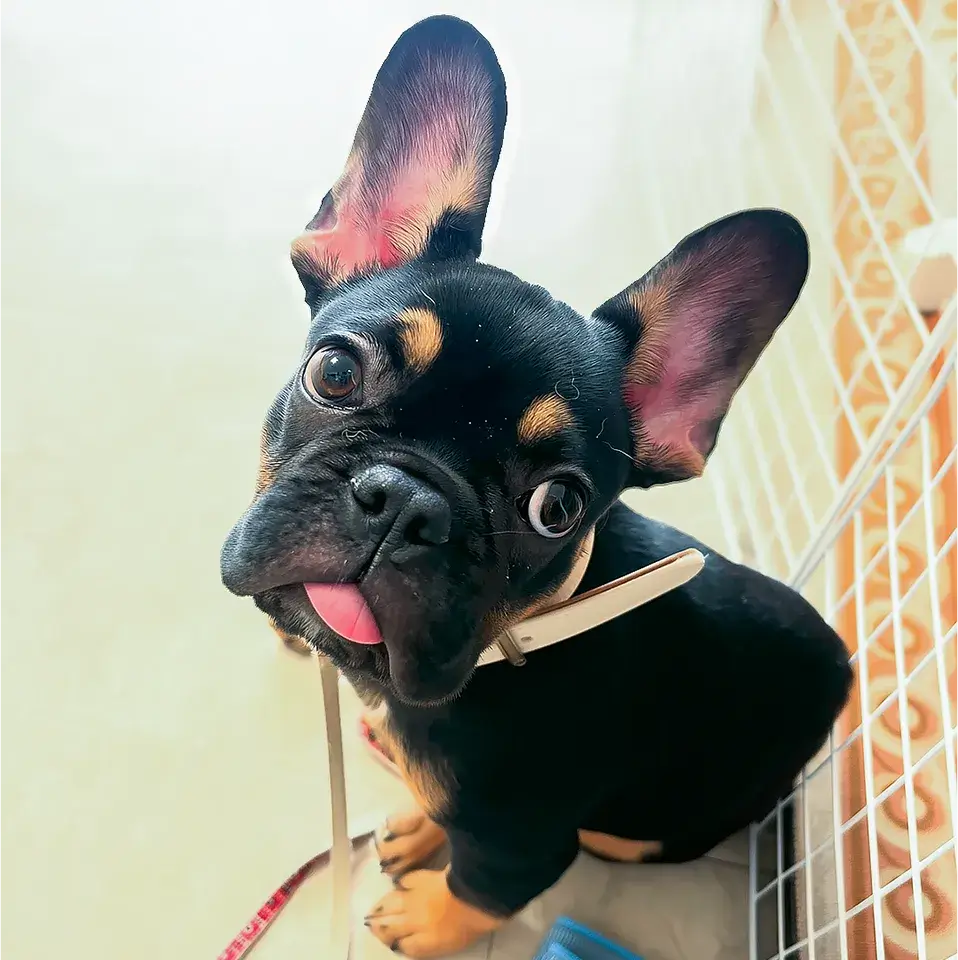 新たに迎え入れたフレブルさんの問題行動！同居犬＆同居猫の生活を守るためにはどうすれば？！