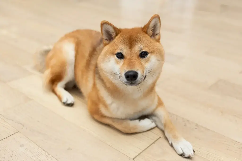 【柴犬】お散歩デビューしたものの歩いてくれない？！