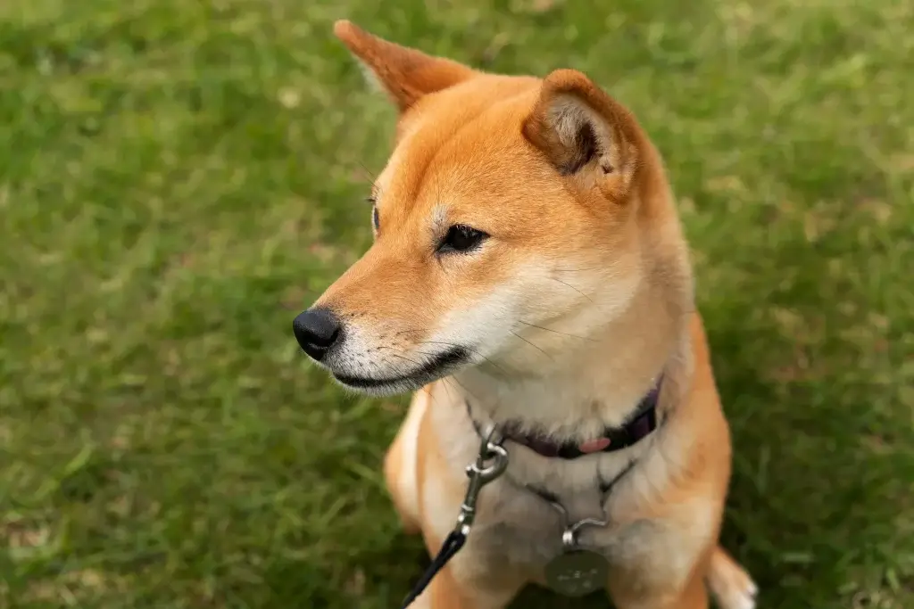 【柴犬】お散歩デビューしたものの歩いてくれない？！