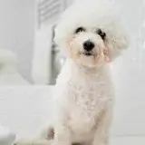 愛犬とのお別れを考えて辛い！気持ちを整理する方法とは？