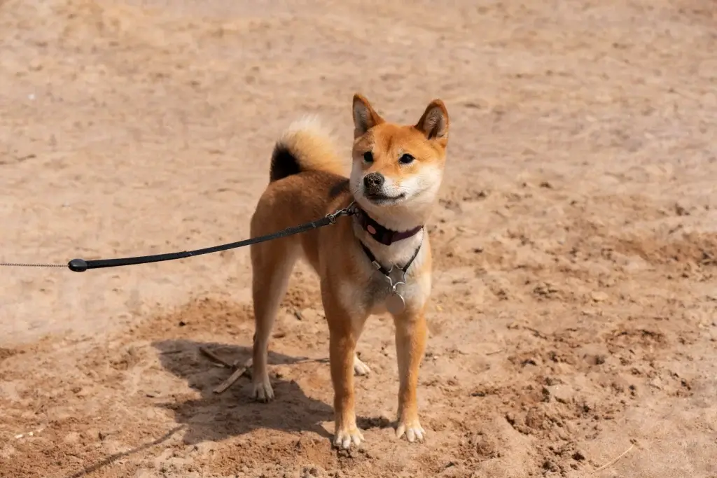 【柴犬】お散歩デビューしたものの歩いてくれない？！