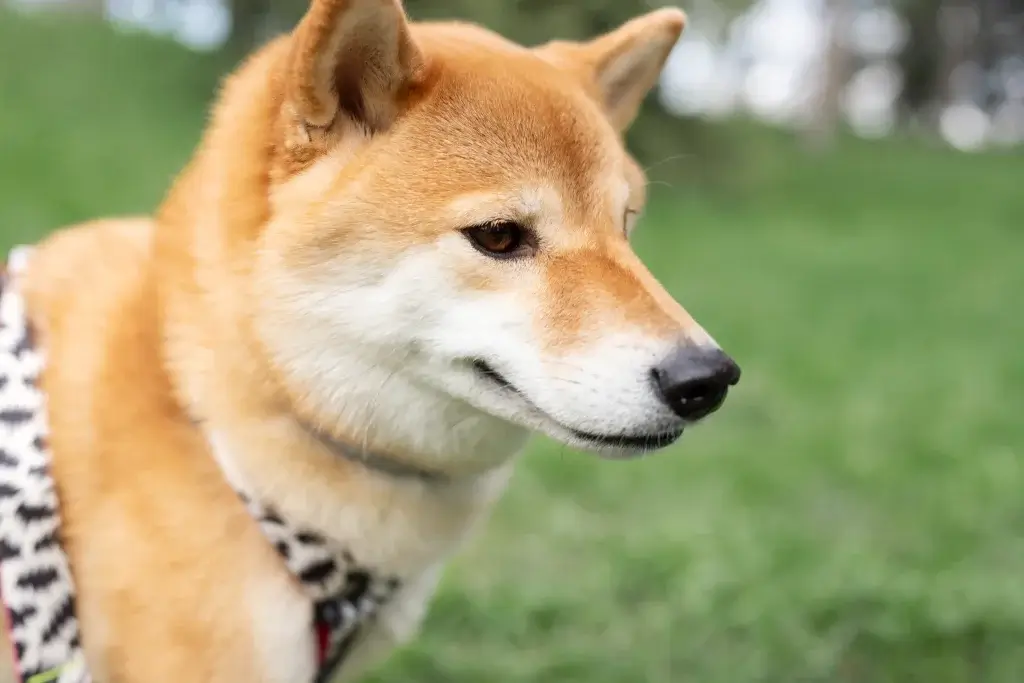 【柴犬】お散歩デビューしたものの歩いてくれない？！