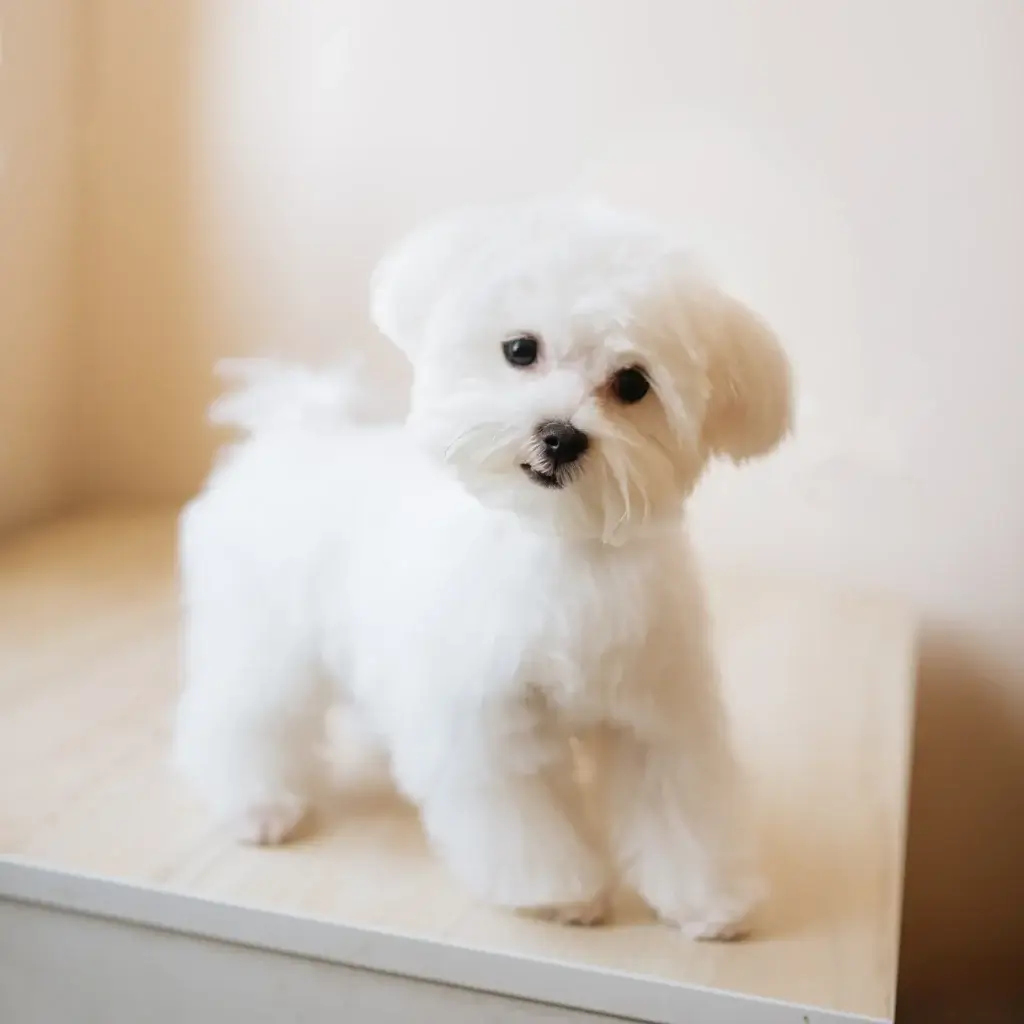 愛犬とのお別れを考えて辛い！気持ちを整理する方法とは？