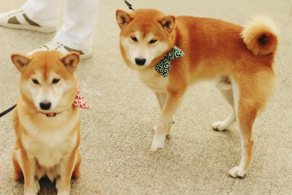 【柴犬】お散歩デビューしたものの歩いてくれない？！