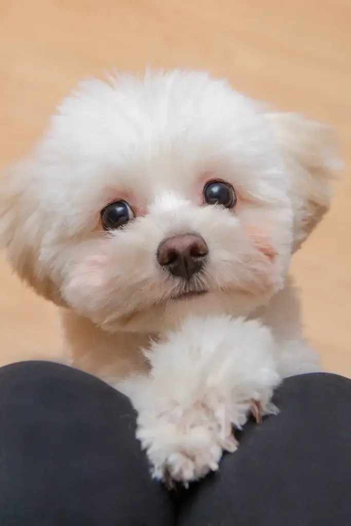 愛犬とのお別れを考えて辛い！気持ちを整理する方法とは？
