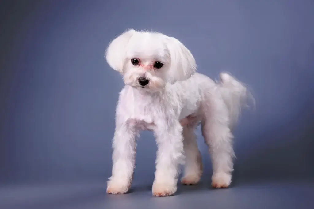 愛犬とのお別れを考えて辛い！気持ちを整理する方法とは？