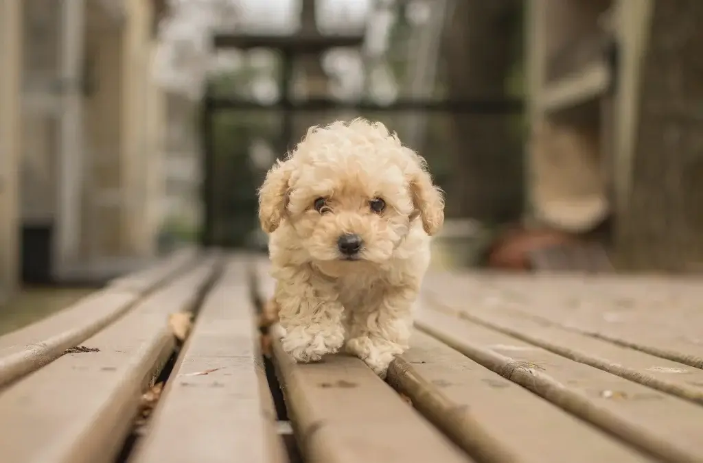 愛犬とのお別れを考えて辛い！気持ちを整理する方法とは？
