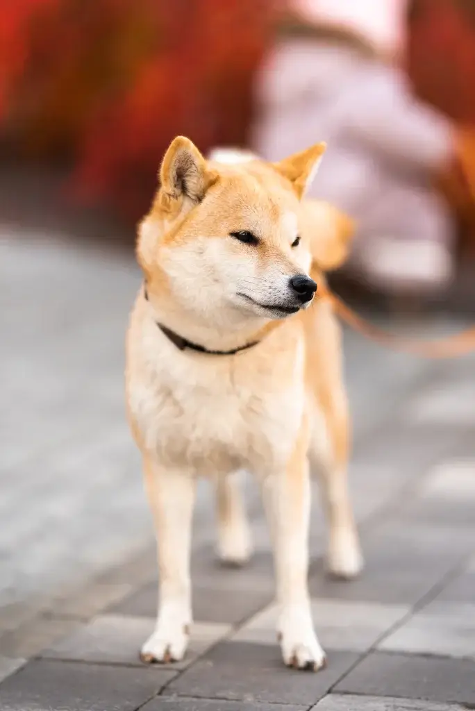 【柴犬】お散歩デビューしたものの歩いてくれない？！