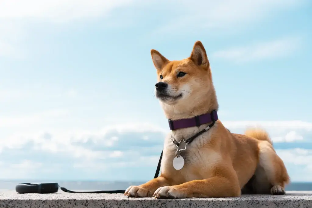 【柴犬】お散歩デビューしたものの歩いてくれない？！