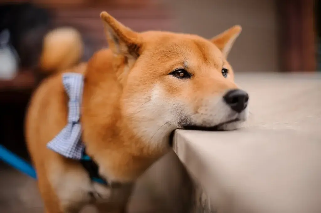 【柴犬】お散歩デビューしたものの歩いてくれない？！