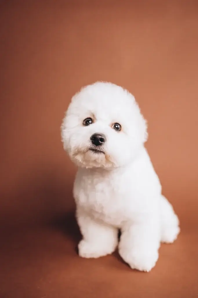 愛犬とのお別れを考えて辛い！気持ちを整理する方法とは？
