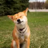 【柴犬】お散歩デビューしたものの歩いてくれない？！