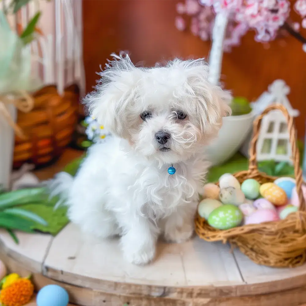 お預かりトレーニング 120日間