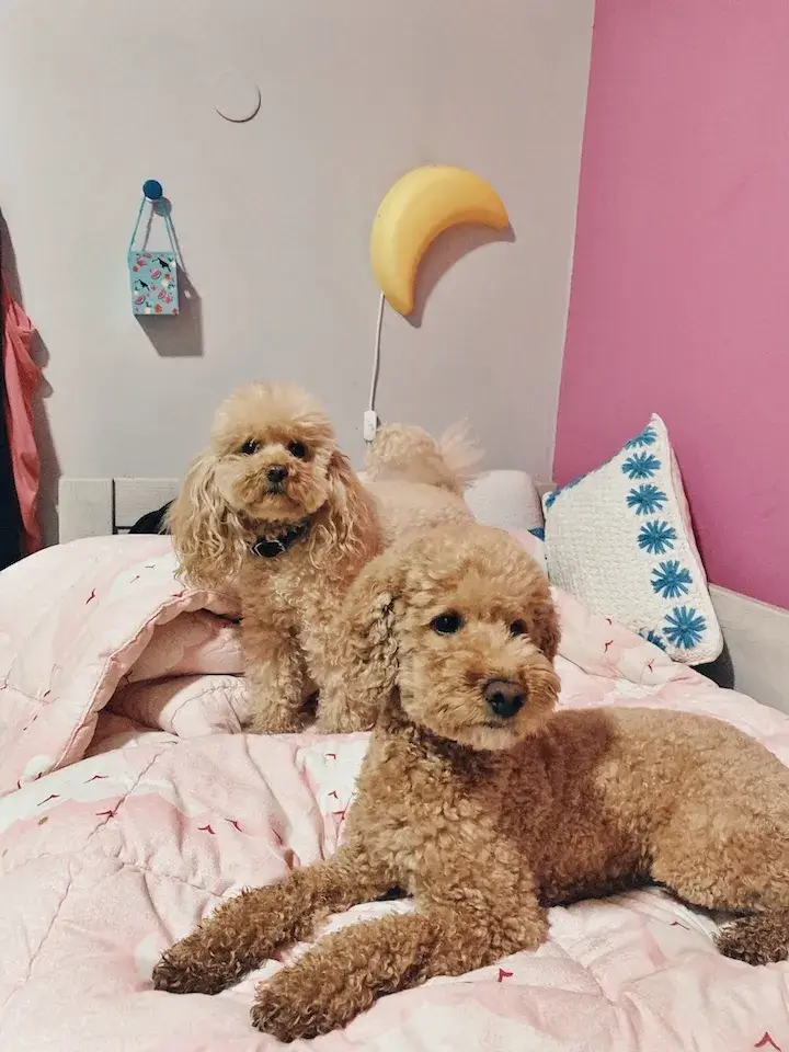 トイプードル 東京の世田谷区と文京区にある犬のしつけ教室