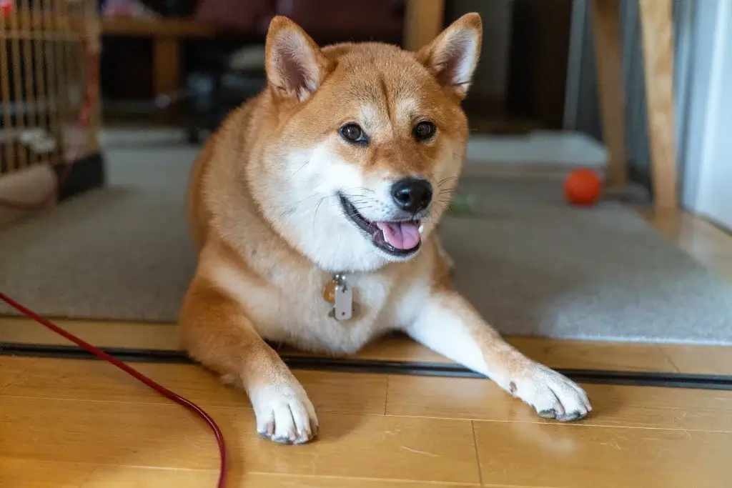 【柴犬】お散歩デビューしたものの歩いてくれない？！