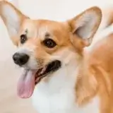 コーギー【LINE無料相談にプロドッグトレーナーが直接返信】飼い主の前だけ他人に攻撃する！飼い主への依存が原因？！