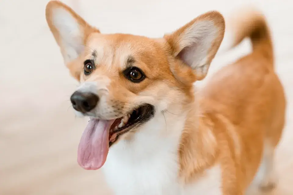 コーギー【LINE無料相談にプロドッグトレーナーが直接返信】飼い主の前だけ他人に攻撃する！飼い主への依存が原因？！