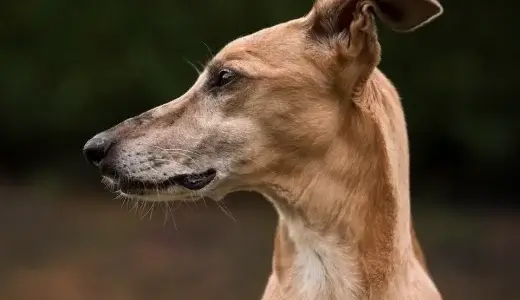 【LINE無料相談にプロドッグトレーナーが直接返信】犬が家族に懐かない？！家族全員に懐く方法はある？