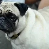 パグ 東京の世田谷区と文京区にある犬のしつけ教室