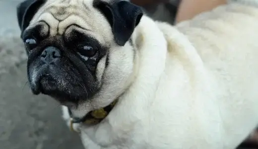 【LINE無料相談にプロドッグトレーナーが直接返信】犬種は同じでも性格は異なる？！しつけ方や対応の違いは？