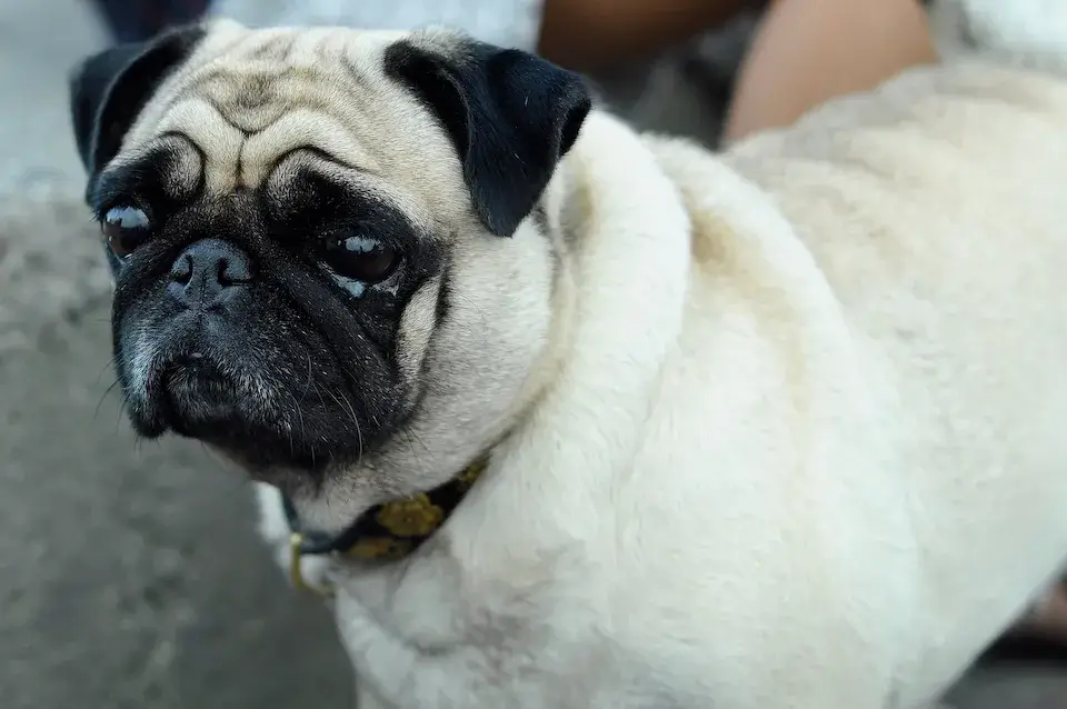 パグ 東京の世田谷区と文京区にある犬のしつけ教室