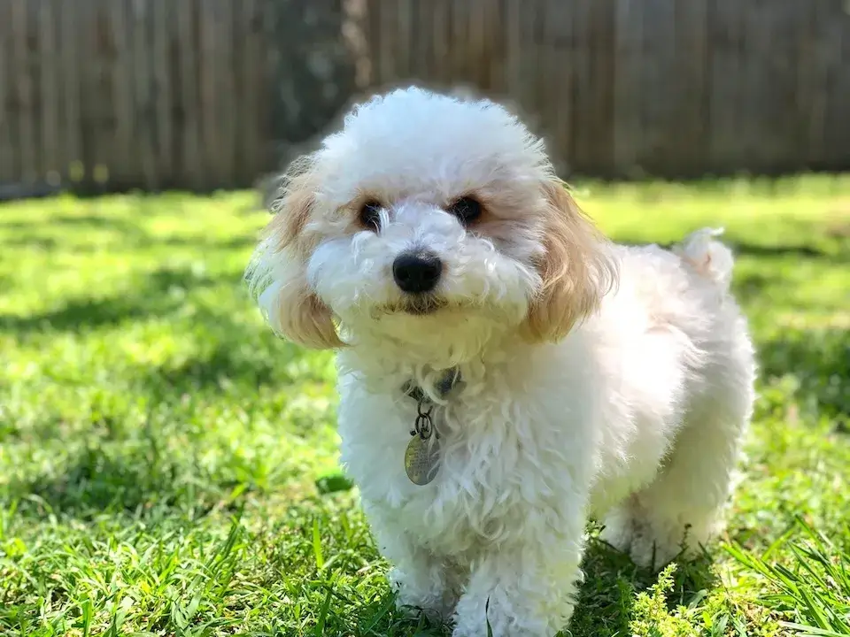 ポメプー 東京の世田谷区と文京区にある犬のしつけ教室
