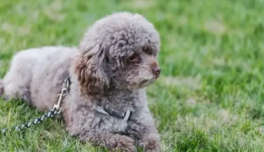 【LINE無料相談にプロドッグトレーナーが直接返信】帰宅時に愛犬が過剰に興奮する！落ち着かせる方法とは？