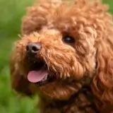 ポメプー 東京の世田谷区と文京区にある犬のしつけ教室