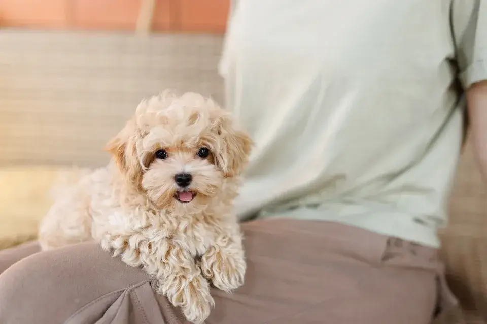 ポメプー 東京の世田谷区と文京区にある犬のしつけ教室
