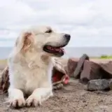 ゴールデンレトリーバー 2歳 オス【LINE無料相談】他の犬に威嚇する？！お散歩トレーニングで改善！