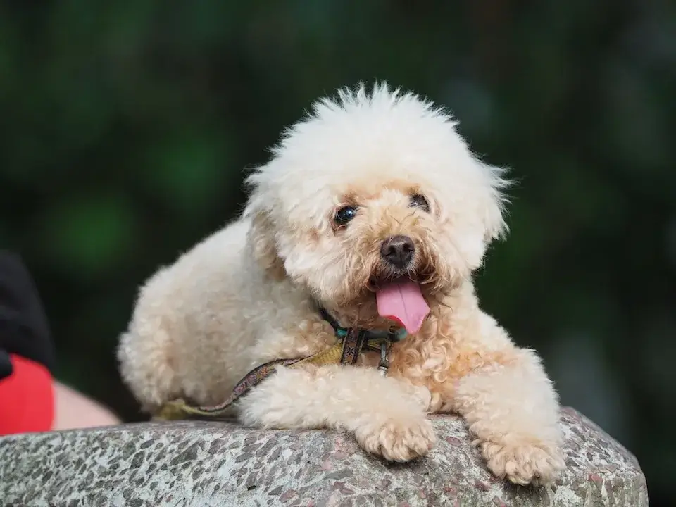ポメプー 東京の世田谷区と文京区にある犬のしつけ教室