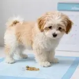 下痢をした時の対処法 犬の食べ過ぎは問題ない？一日の中で調整はあり？【LINE無料相談にプロドッグトレーナーが直接返信】