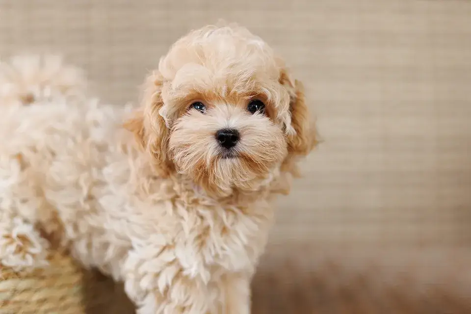 食事の量を増やす時の注意点 犬の食べ過ぎは問題ない?一日の中で調整はあり?【LINE無料相談にプロドッグトレーナーが直接返信】