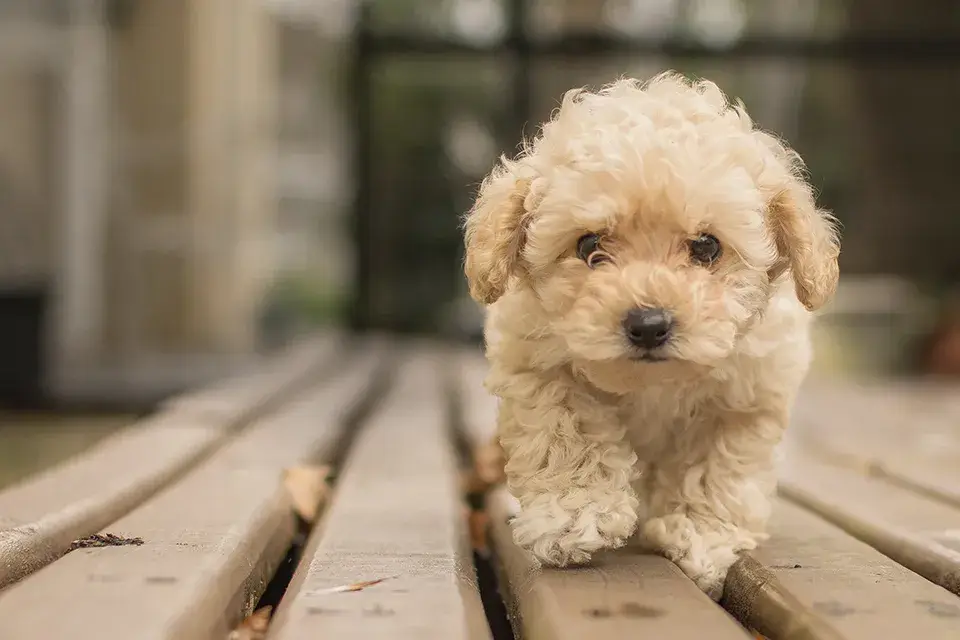 Youtubeに頂いたコメントの内容 犬の食べ過ぎは問題ない?一日の中で調整はあり?【LINE無料相談にプロドッグトレーナーが直接返信】