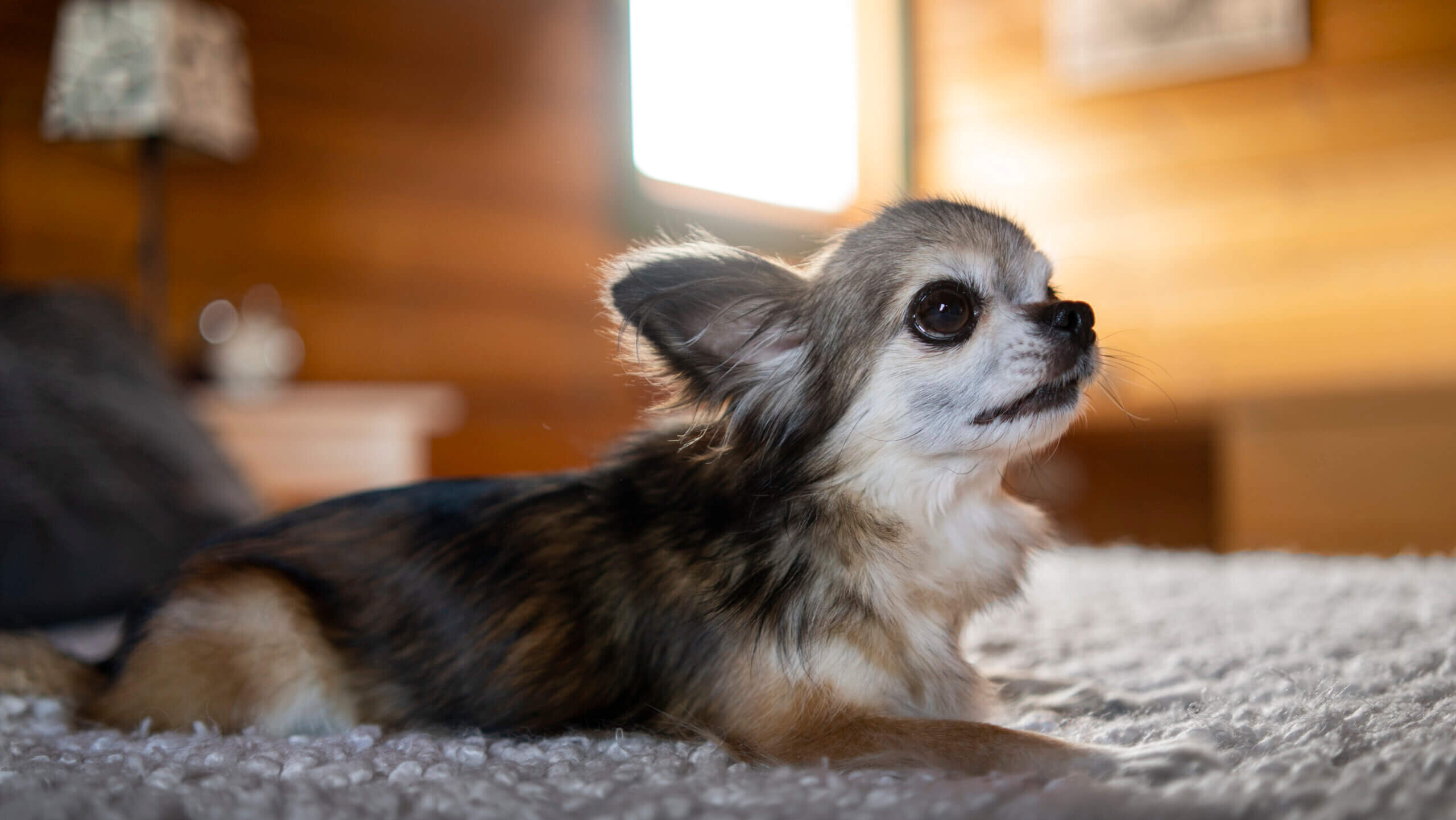 保護犬・子犬を迎えたら知っておきたい「3・3・3の法則」とは？