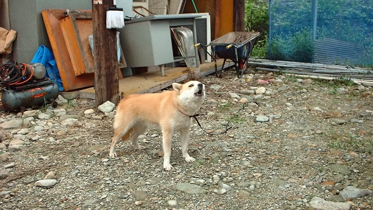 はじめに：多くの飼い主さんが悩む「来客・宅配時の吠え」