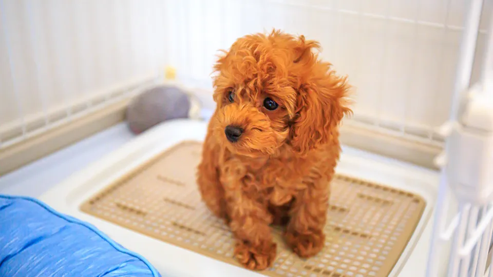 プロが最も重要視する「記録」の力