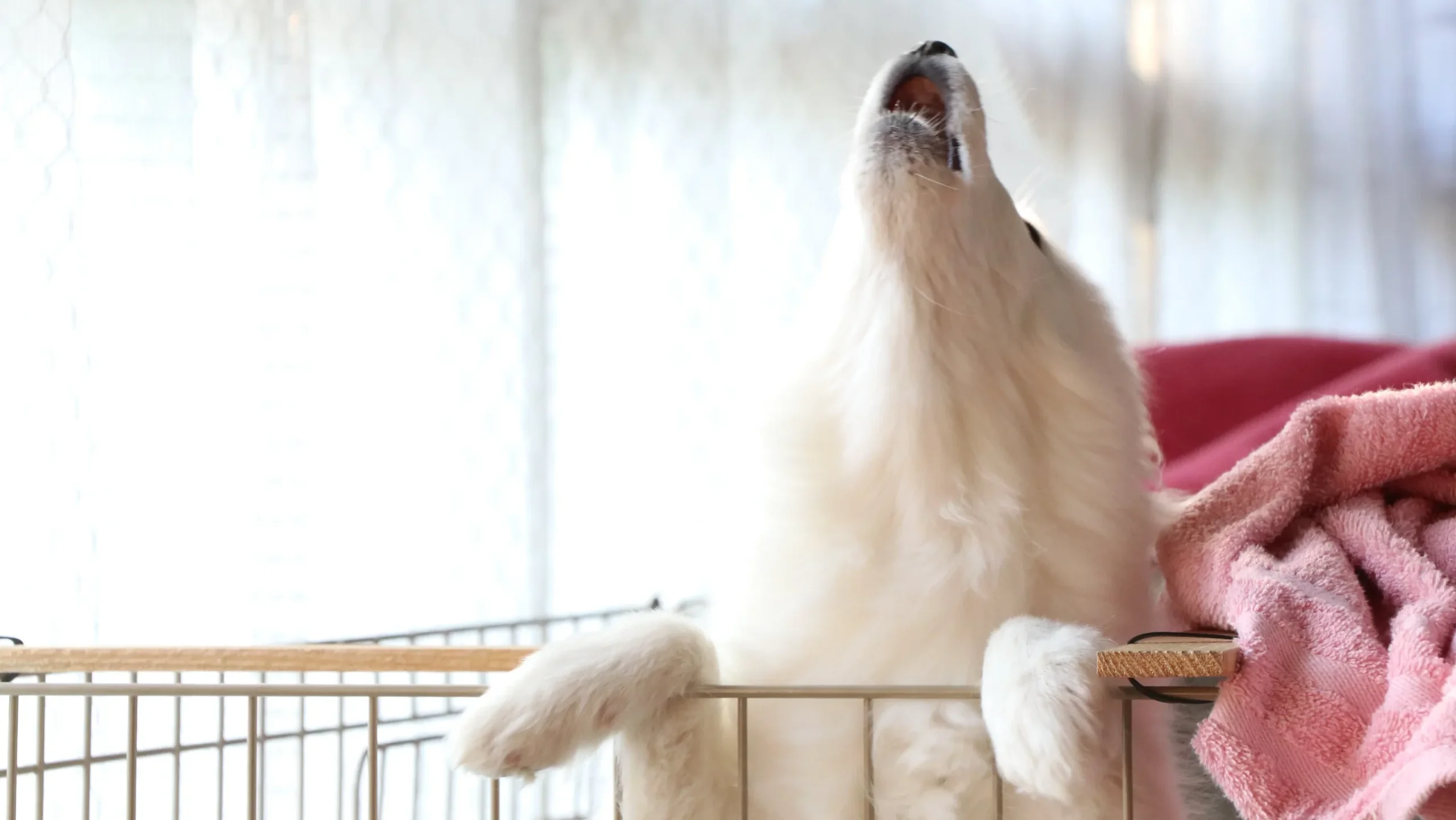 犬の夜泣き・朝の早泣きには理由がある!まずは原因を突き止めよう
