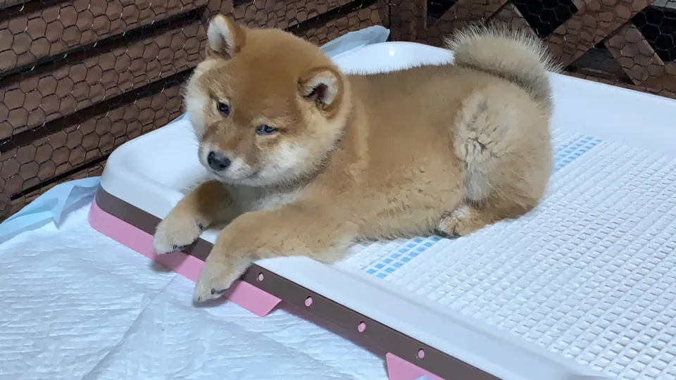 【LINE無料相談にプロドッグトレーナーが直接返信】急にトイレを失敗するようになった!原因と改善方法を教えます!